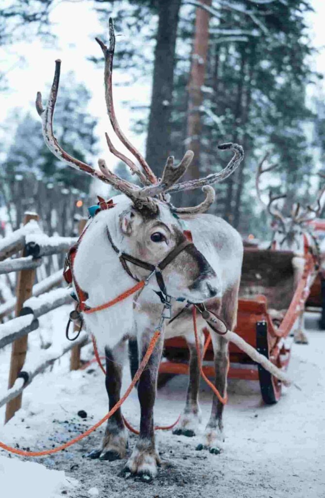 Reindeer Safari Lapland