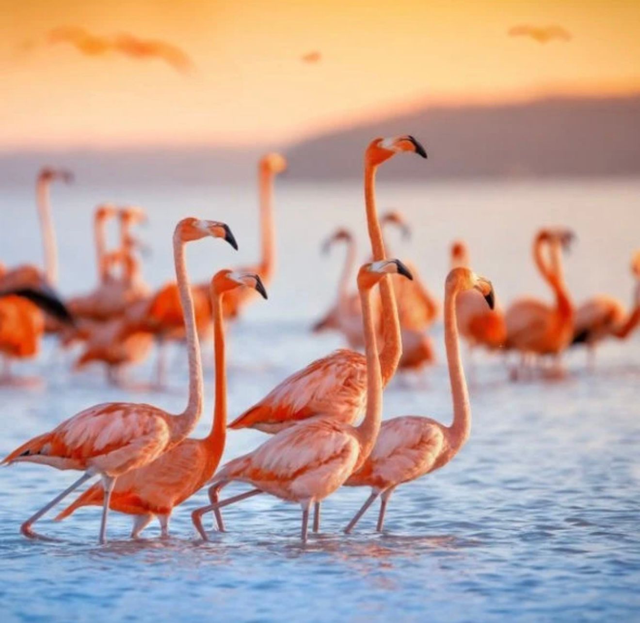 Narta Lagoon at sunset with calm shallow waters reflecting soft orange and purple skies. A flamingo stands still in the foreground, its silhouette mirrored in the water as the light fades. The scene captures a tranquil wetland moment and one of the best sunset spots in Albania known for its wildlife and coastal beauty.